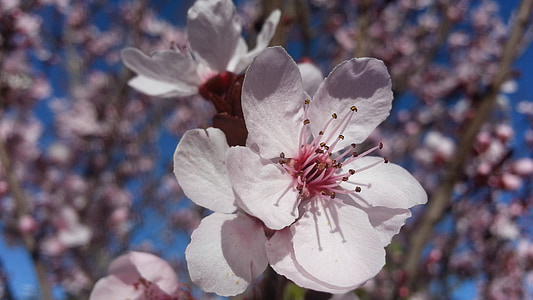 flor, árvore de ameixa, Primavera, flor, Branco, florescendo, pétala