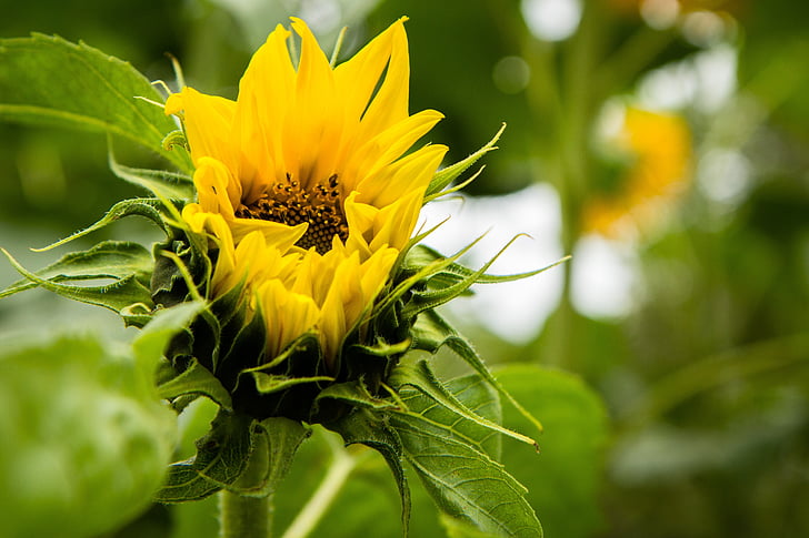 sunflower, blooming, sun, flower, plant, yellow, summer