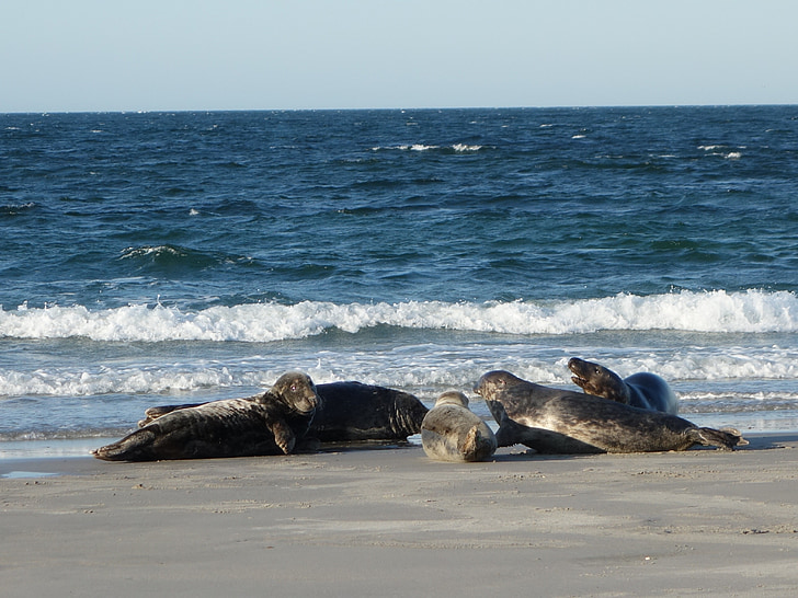 crawl, seals, mammals, animals, beach, north sea, meeresbewohner