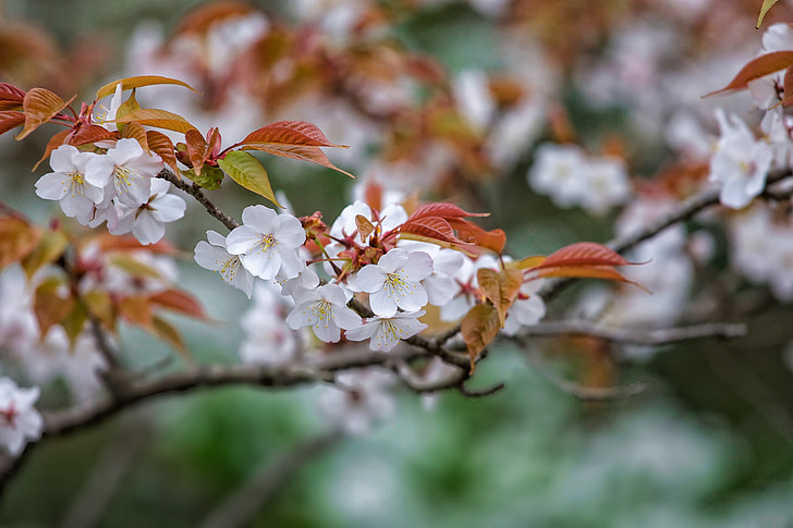 flores, Prunus jamasakura, abril, Japón