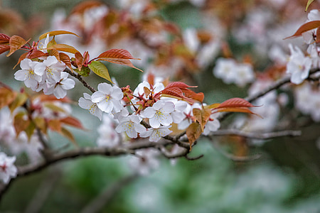 květiny, Prunus jamasakura, duben, Japonsko
