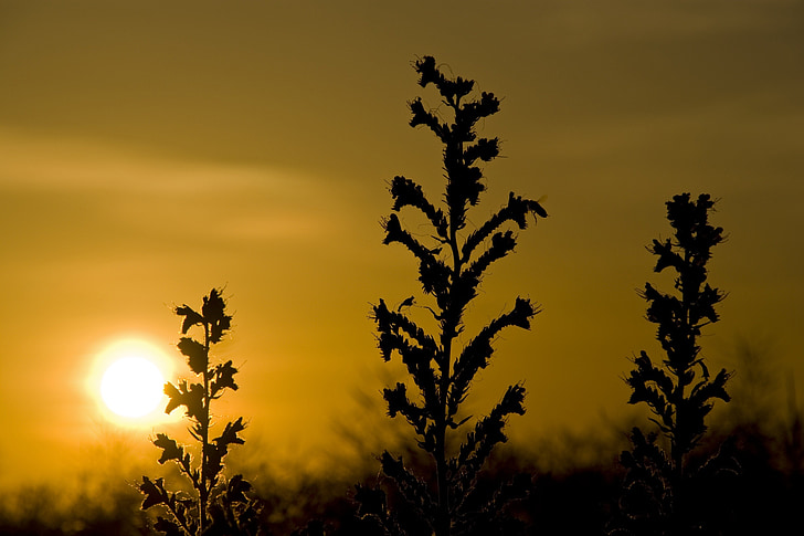 solnedgang, Bee, Echium vulgare, blå natternkopf, abendstimmung, kveldshimmelen