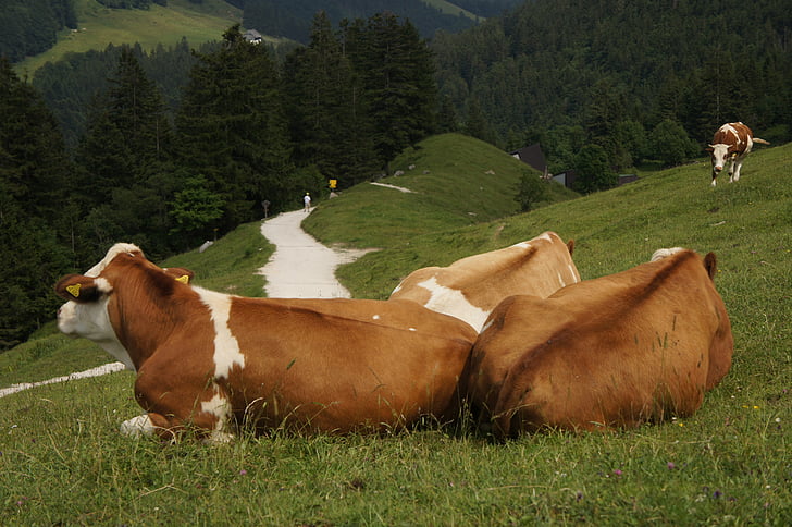 vaca, animal, relajado, Alm, Kampenwand, verano, Alpine