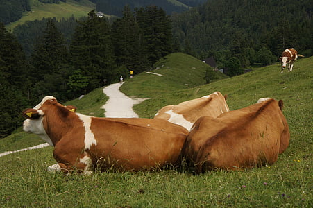 krava, živali, sproščeno, Alm, stene Kampenwand, poletje, Alpski