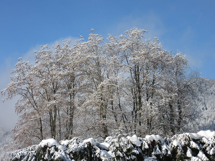 trees, new zealand, winter magic, frost, cold, nature, plant