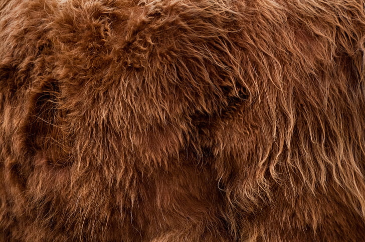 highlander, animal, fur, backdrop, background, brown, hairy
