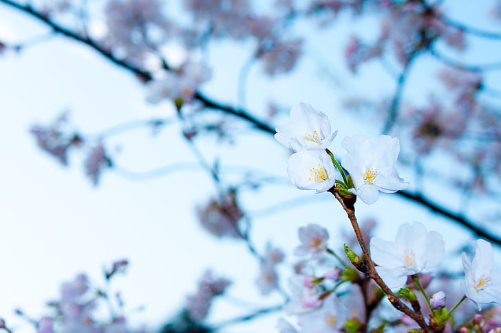 Bloom, virágzó, Blossom, blur, ágak, rügyek, közeli kép: