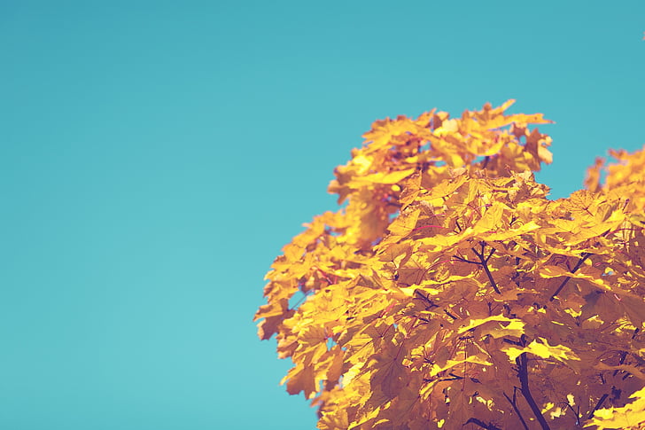 autumn, blue, sky, tree, yellow, leaves, close-up