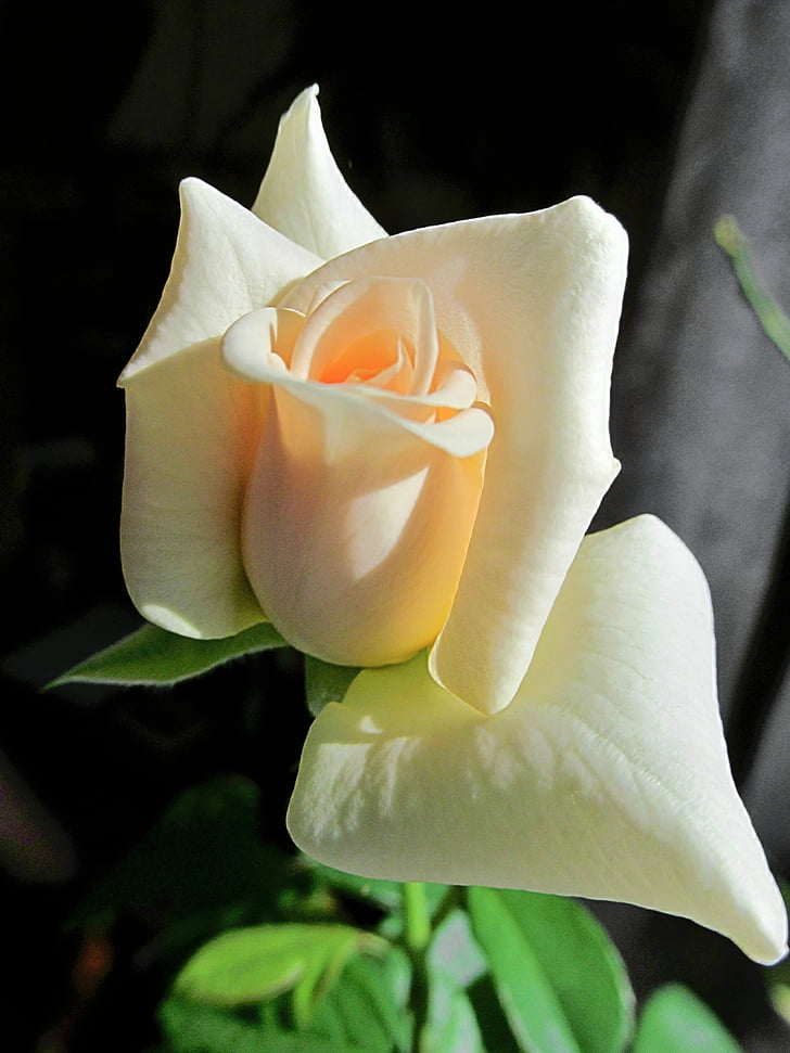 flower, rose, pink, tenderness, bud, beautiful flower, yellow rose