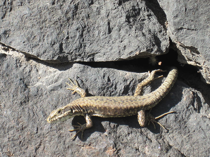 lizard, animal, view, reptile, wall, stones, curious