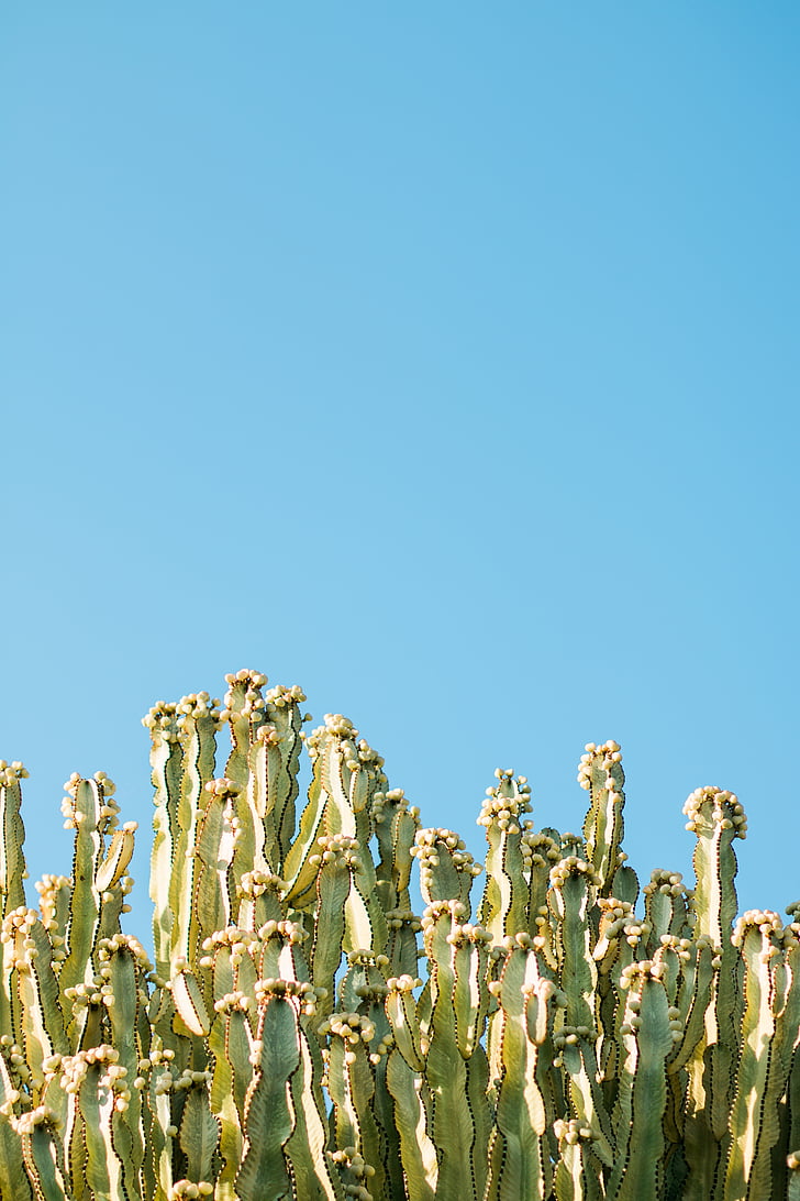 cactus, cactus, llum natural, desert de, flora, creixement, natura