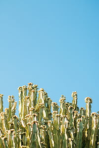 cactus, cactus, luz del día, desierto, flora, crecimiento, naturaleza