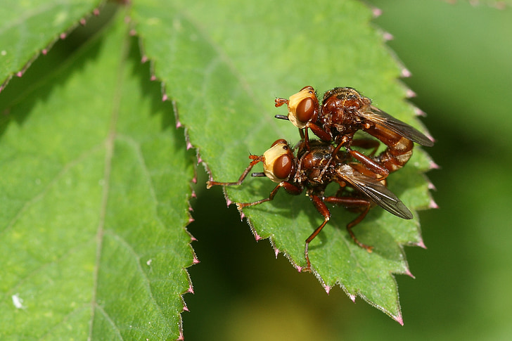fly, sicus ferruginous, coupling