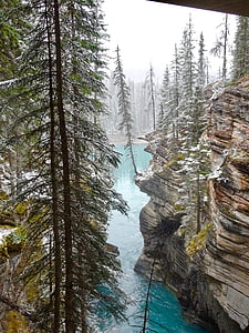 Athabasca Kanion, drzewo, krawędzi, balansuje, Kanada, Natura, krajobraz