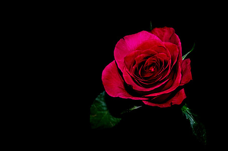 flor, flors, Rosa, l'amor, decoració, natura, recordar