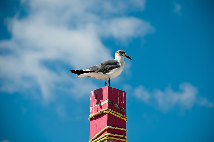 Sea gull, rejse, sommer, ø, Paradise, ferie, Resort