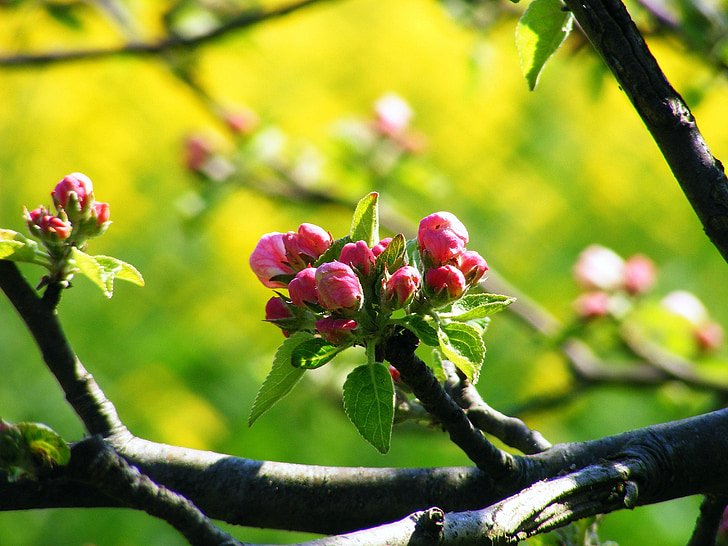 Apple blossom, negara tua, York, Stade, Blossom, mekar, alam