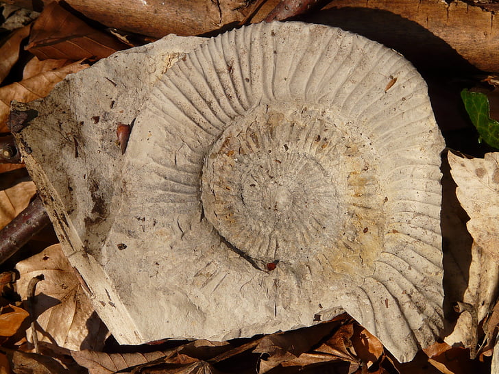 förstening, snigel, Shell, kalksten, Ammonit, fossila
