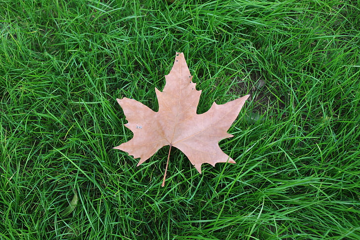 grass, ground, lawn, leaf, green color, christmas, outdoors
