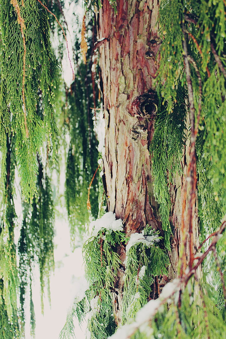 Zypresse, Baum, Cupressus sempervirens, Cypress unter Glas, Filialen, Filiale, Zypresse-Zweig