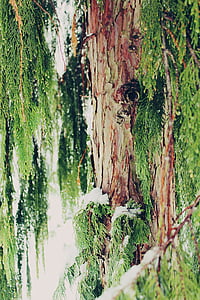 ciprés, árbol, Cupressus sempervirens, ciprés bajo vidrio, sucursales, rama, rama de ciprés