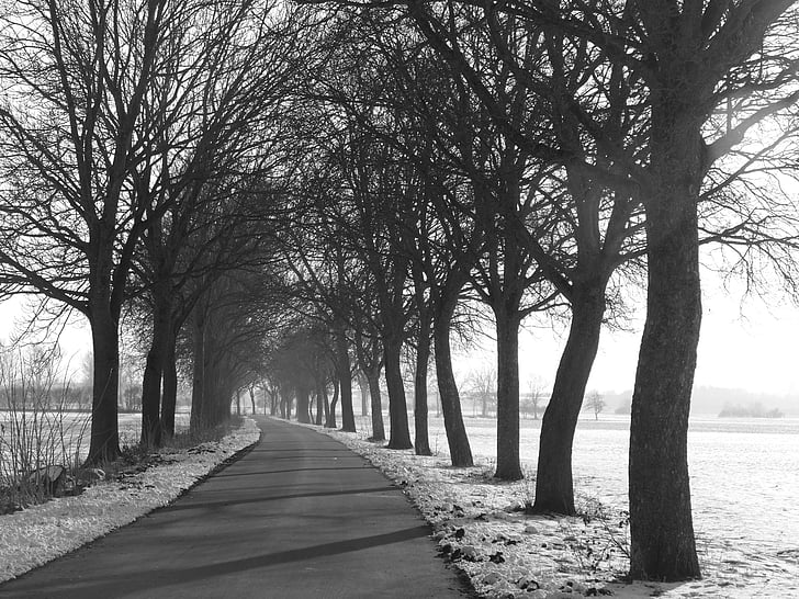 avenue, trees, road, nature, landscape, winter, cold