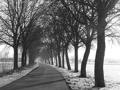 Avinguda, arbres, carretera, natura, paisatge, l'hivern, fred