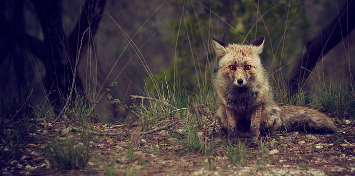 Fox, dieren in het wild, dier, buiten, zoogdier, natuur, carnivoor