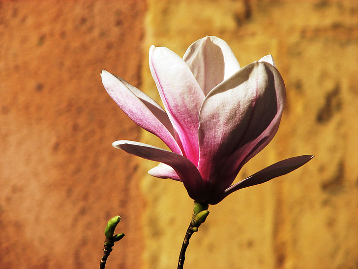 magnolia, blossom, bloom, flower, pink, white