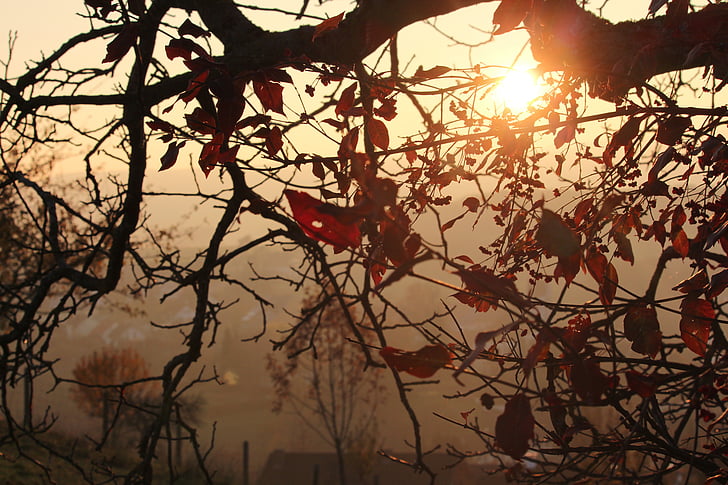 autumn, tree, sun, light, branches