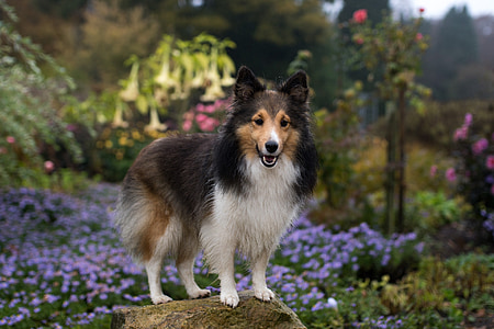 hond, Sheltie, teef, bloemen, In het, dier, Collie