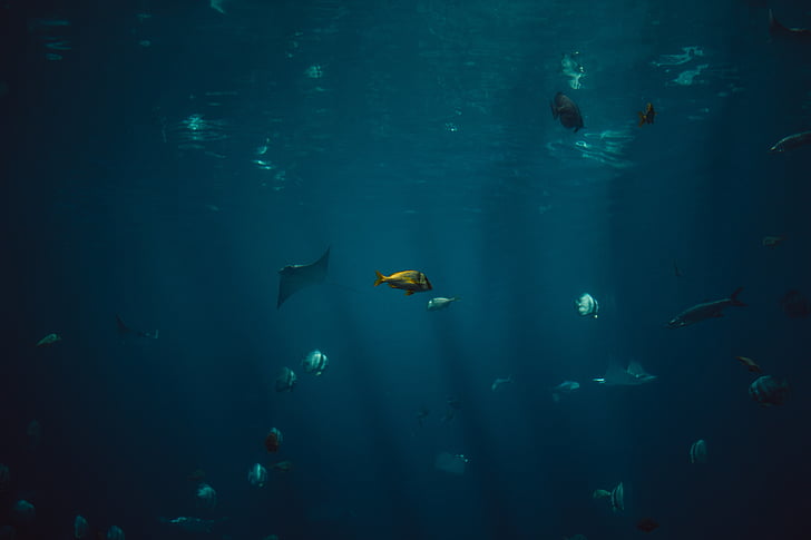 cá, thủy sản, động vật, Đại dương, dưới nước, màu xanh, nước