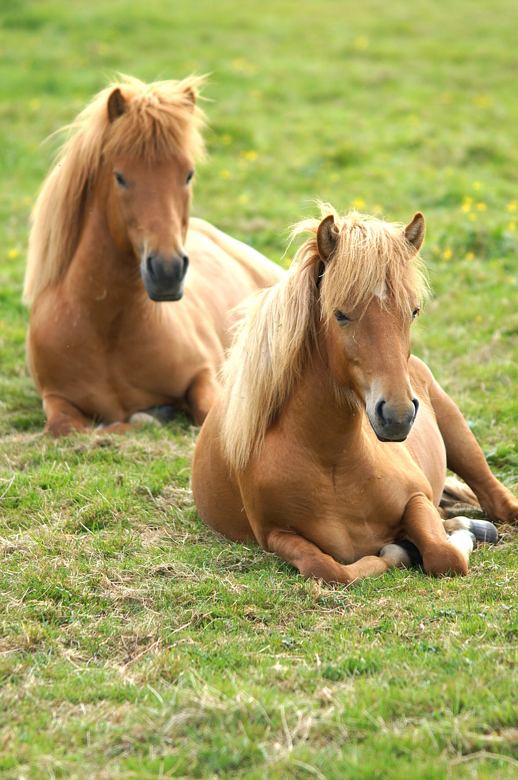 Islande, poneys, chevaux, reste, paddock, cheval, animal