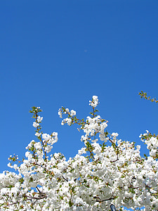 třešňový květ, obloha, bílá, květ, jaro, Příroda, hmyz