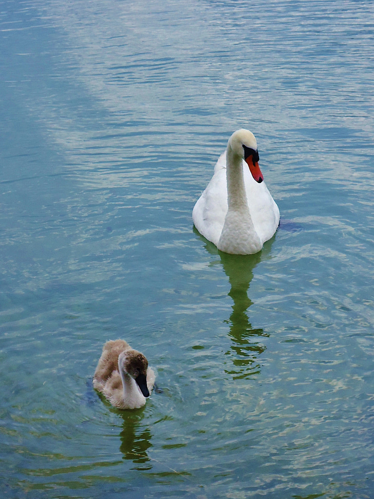 Swan, Baby, vann, familie, dyr, natur, dammen