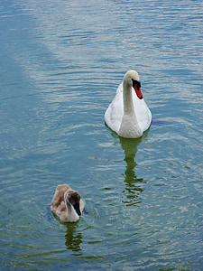 swan, baby, water, family, animals, nature, pond