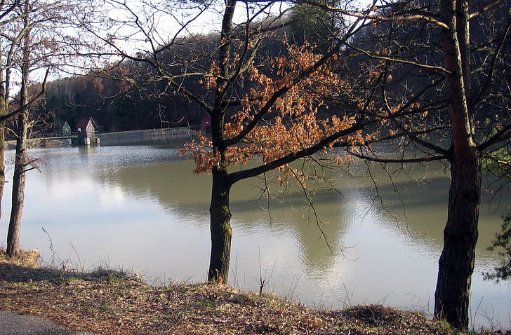 nature, lake, trees, autumn