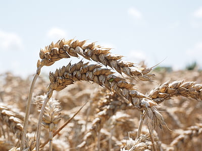 Spike, pšenica, obilniny, zrno, pole, pšeničné polia, kukuričnom poli