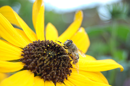 sunflower, bee, closeup, insects, bloom, bees, nature
