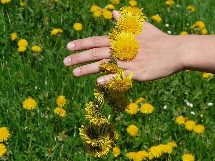 dandelion, dandelion crown, wreath, hand, flower, flowers, yellow