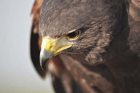hawk, nature, hunting, eagle, sight, beak
