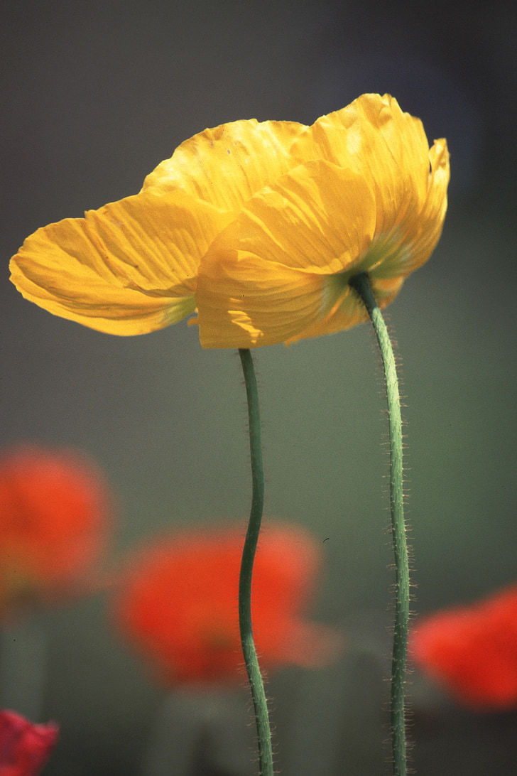 wczesnym latem kwiaty, żółte kwiaty, Poppy