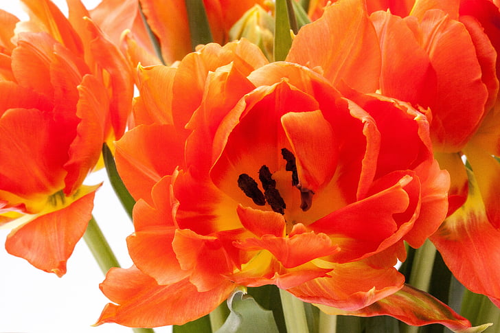 Tulip, Lily, jar, Príroda, kvety, tulipány, schnittblume