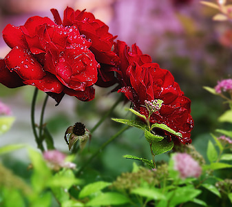 Flores en el jardín, naturaleza, plantas, flores, belleza, color de rosa, Closeup