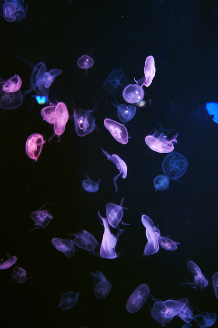 portul, 燈, Scurta descriere despre, meduze