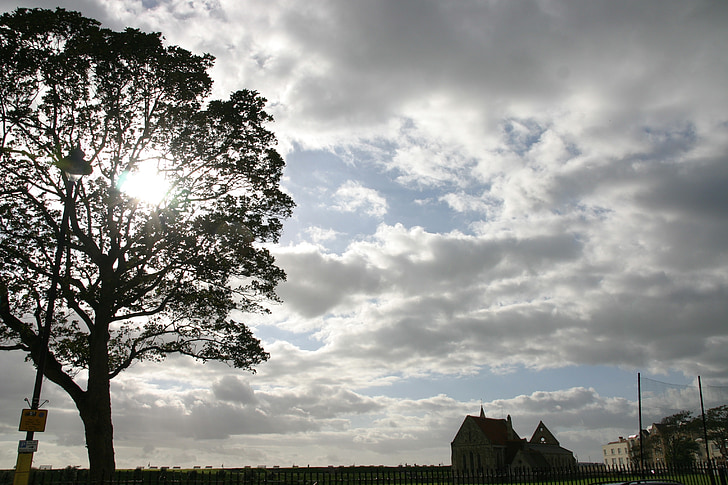 tree, sun, nature, landscape, season, sunlight, natural