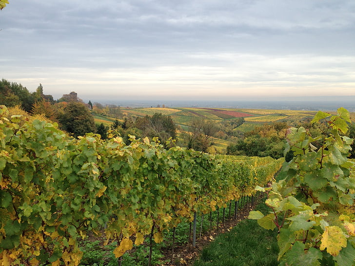 vingården, Vine blader, flat, høst, Vine, Rebstock, fall farge