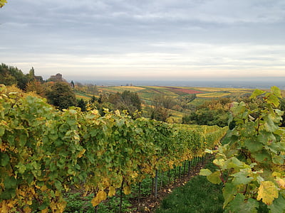 Weinberg, Weinblätter, flache, Herbst, Rebe, Rebstock, Herbstfarben