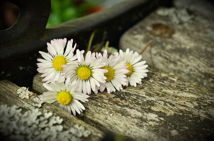 daisy, bank, weathered, flowers, wood, old wood, romantic