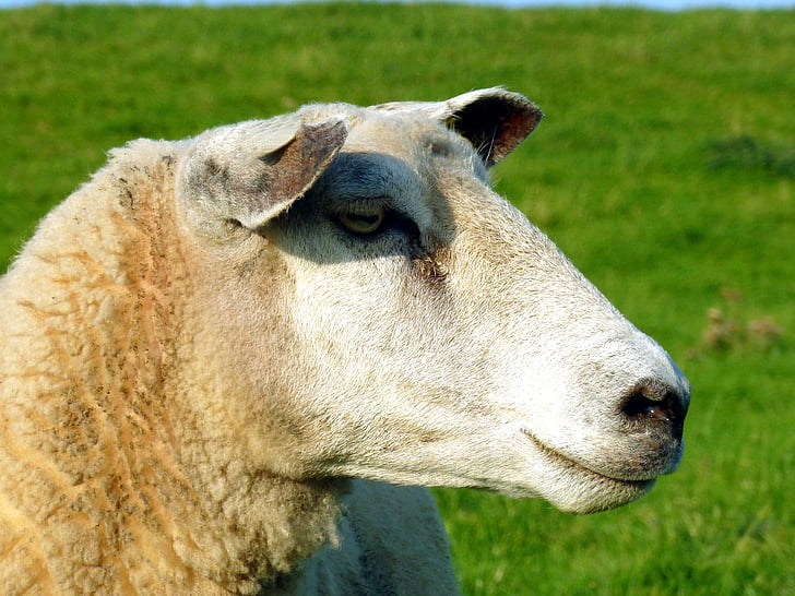 sheep, animal, wool, livestock, head, mammals, grass